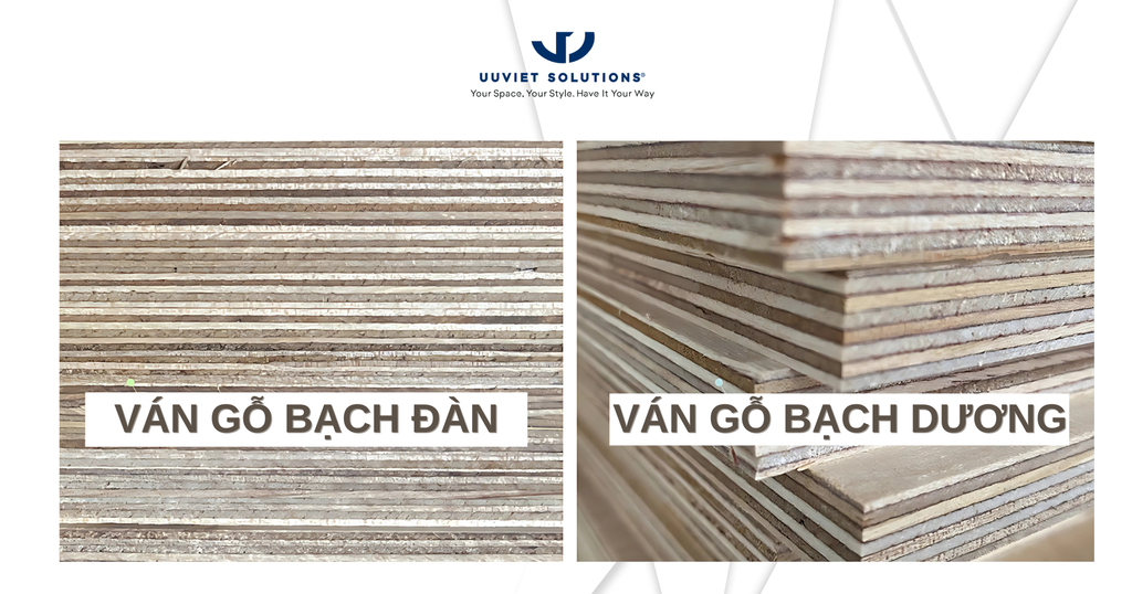 SO SÁNH VÁN GỖ BẠCH ĐÀN VÀ VÁN GỖ BẠCH DƯƠNG
