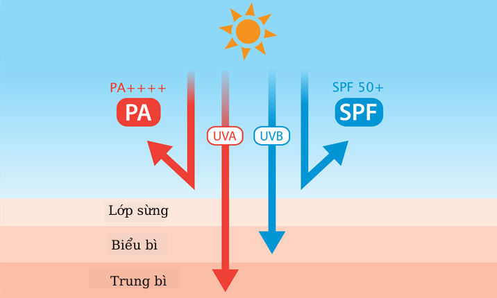 TÌM HIỂU VỀ CHỈ SỐ SPF VÀ PA TRONG KEM CHỐNG NẮNG