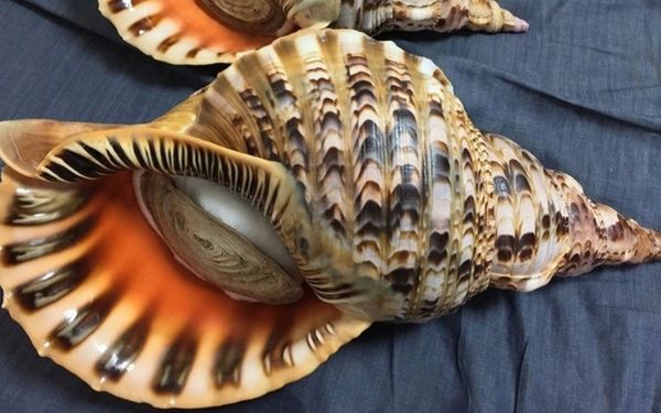 Ốc hoàng hậu tại Đại Việt tươi sống, từ nguồn cung cấp hải sản uy tín