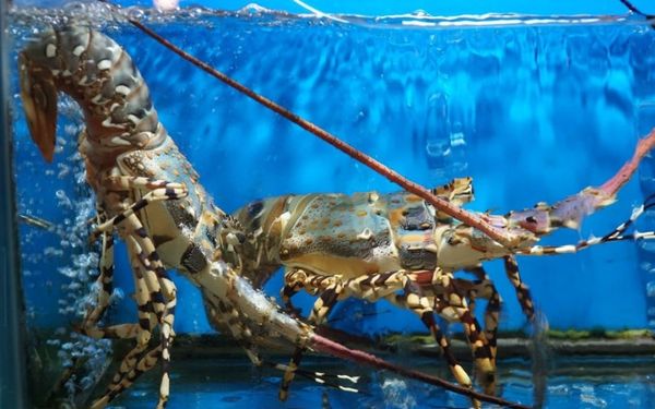 Tôm hùm bông tươi sống