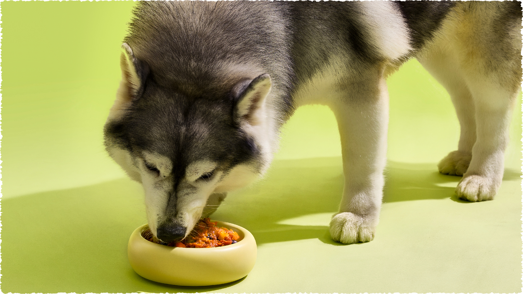 CREATIVE AND PAWLICIOUS RECIPES FOR DOGS Hi Raw creative-and-pawlicious-recipes-for-dogs-hi-raw