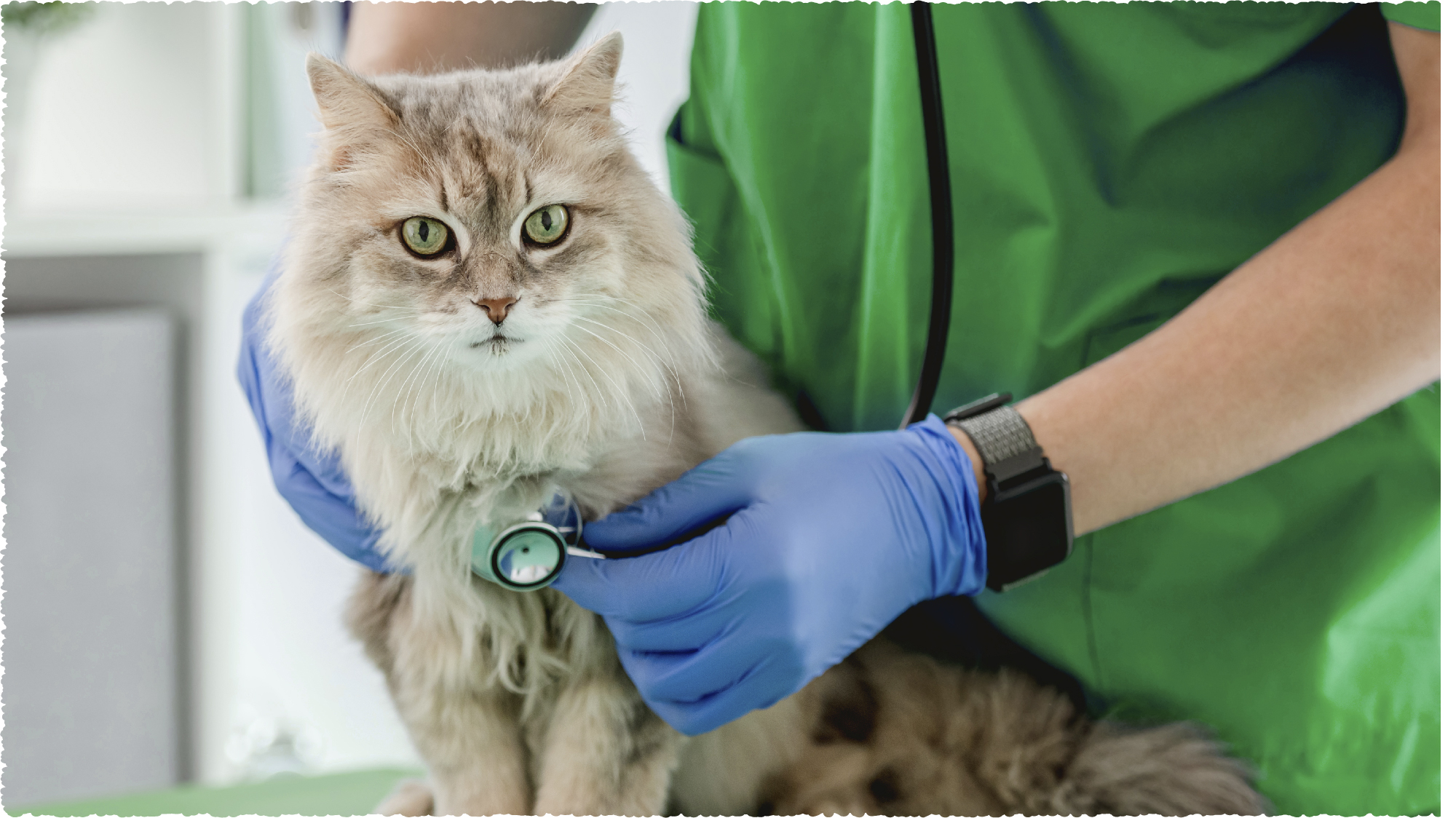 THE DANGEROUS DISEASES THAT CATS ARE SUSCEPTIBLE TO INCLUDE Hi Raw the-dangerous-diseases-that-cats-are-susceptible-to-include-hi-raw