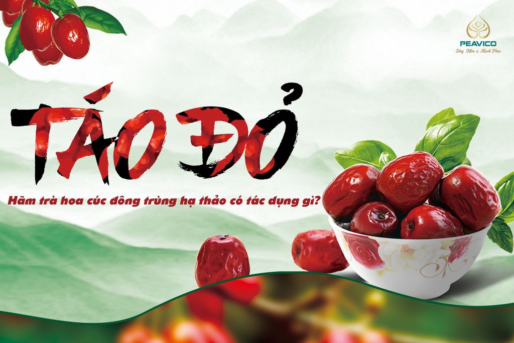 Táo đỏ hãm trà hoa cúc đông trùng hạ thảo có tác dụng gì?