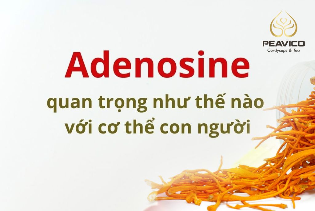 Tác dụng của ADENOSINE với sức khỏe con người