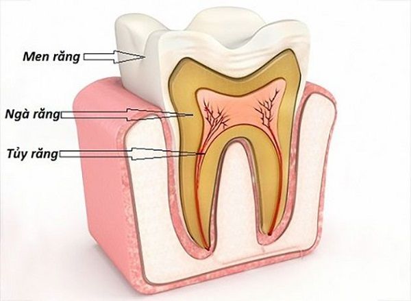 Cấu Tạo Và Chức Năng Của Răng – Điều Kỳ Diệu Trong Miệng Bạn