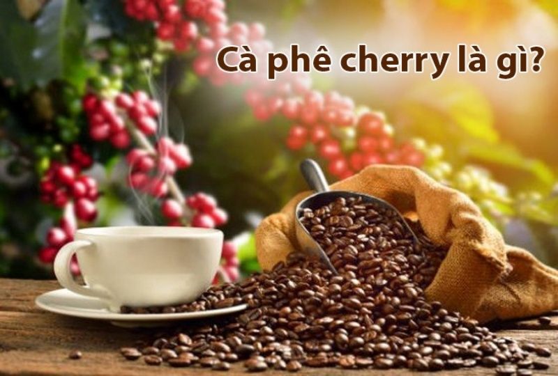 ĐÔI NÉT VỀ ĐẶC ĐIỂM, HƯƠNG VỊ Đôi nét về đặc điểm và hương vị cà phê CHERRY(Cà phê mít)