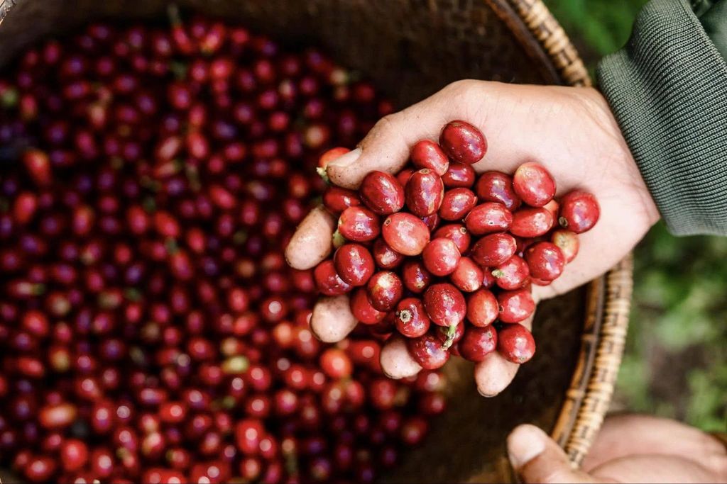 Fine Robusta Là Gì? Khám Phá Dòng Cà Phê Robusta Chất Lượng Cao