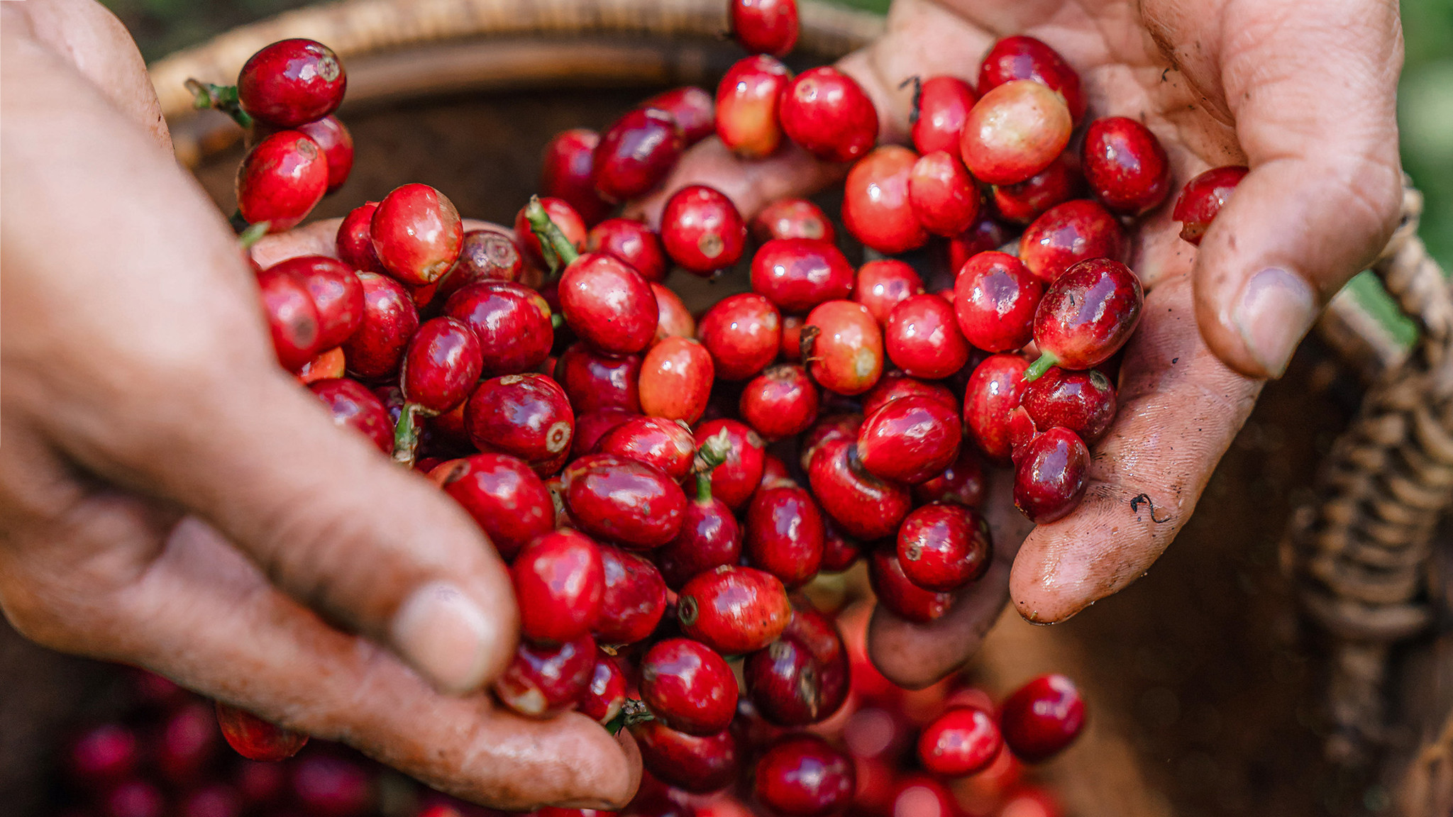 Thu hoạch cà phê chín mọng tại Lâm Đồng