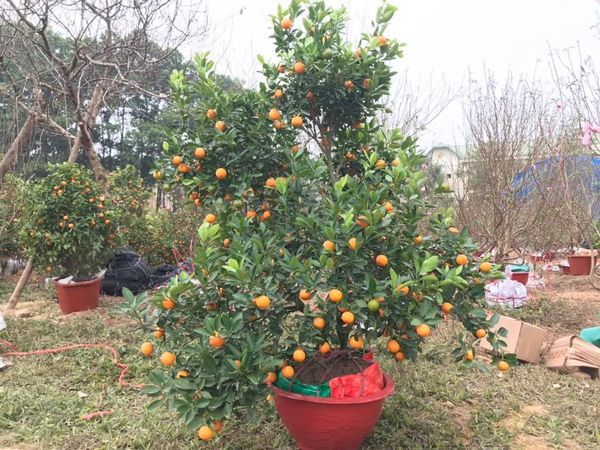 Hình ảnh bài viết