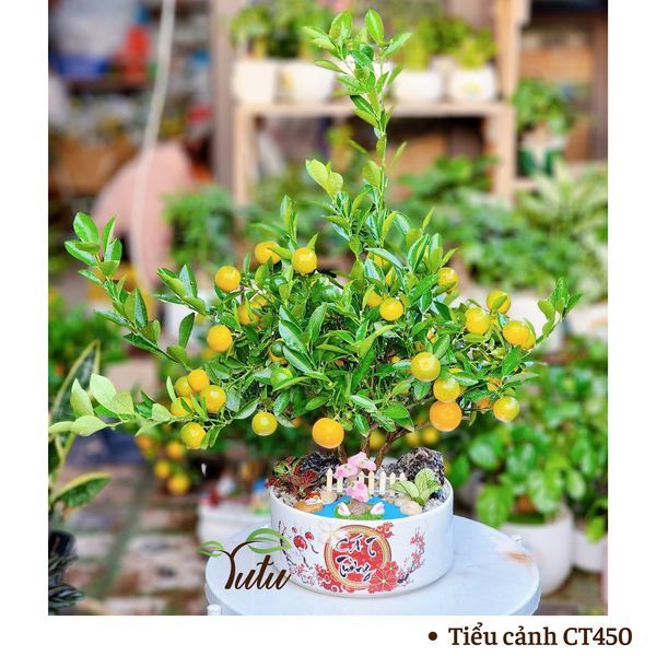Hình ảnh bài viết