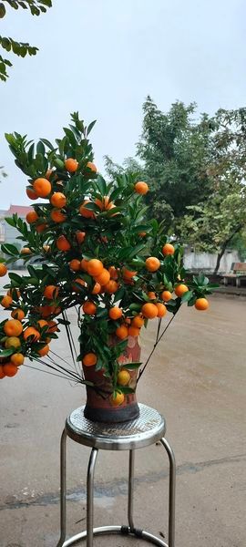 Hình ảnh bài viết