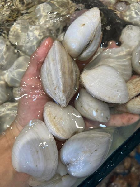 Hình ảnh bài viết