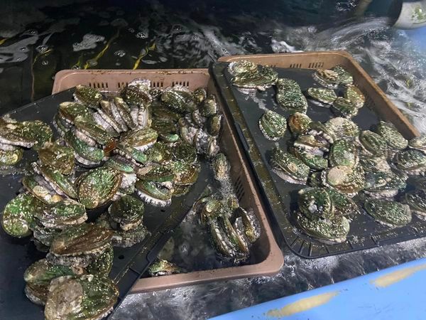 Hình ảnh bài viết