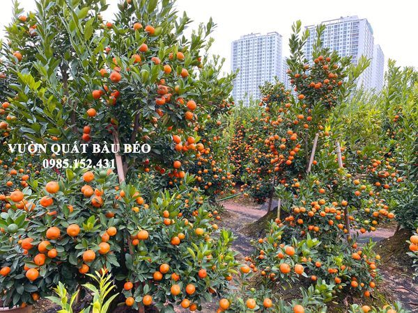 Hình ảnh bài viết