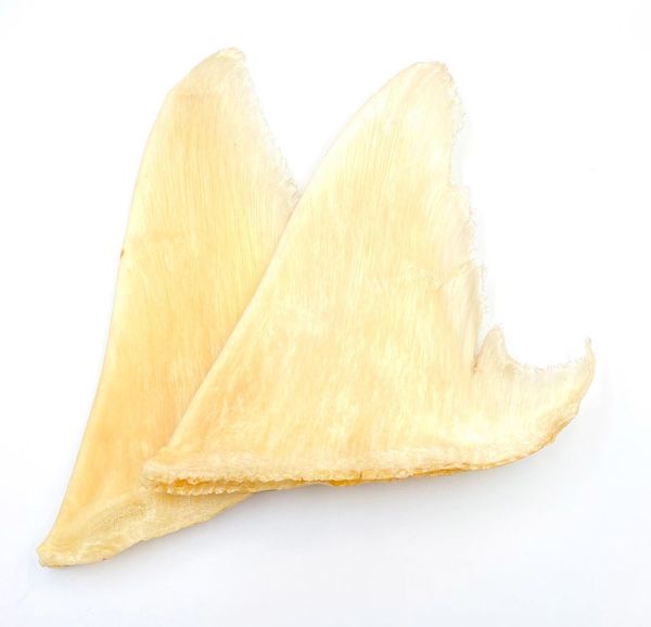 Sụn vi cá mập là gì?