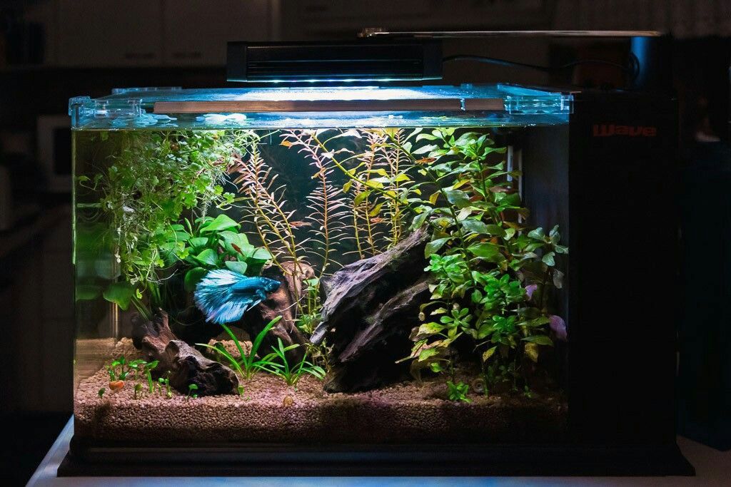 Cá betta | Betta's House