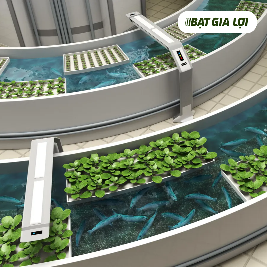 MÔ HÌNH AQUAPONICS GIẢI PHÁP NÔNG NGHIỆP THÔNG MINH VÀ BỀN VỮNG