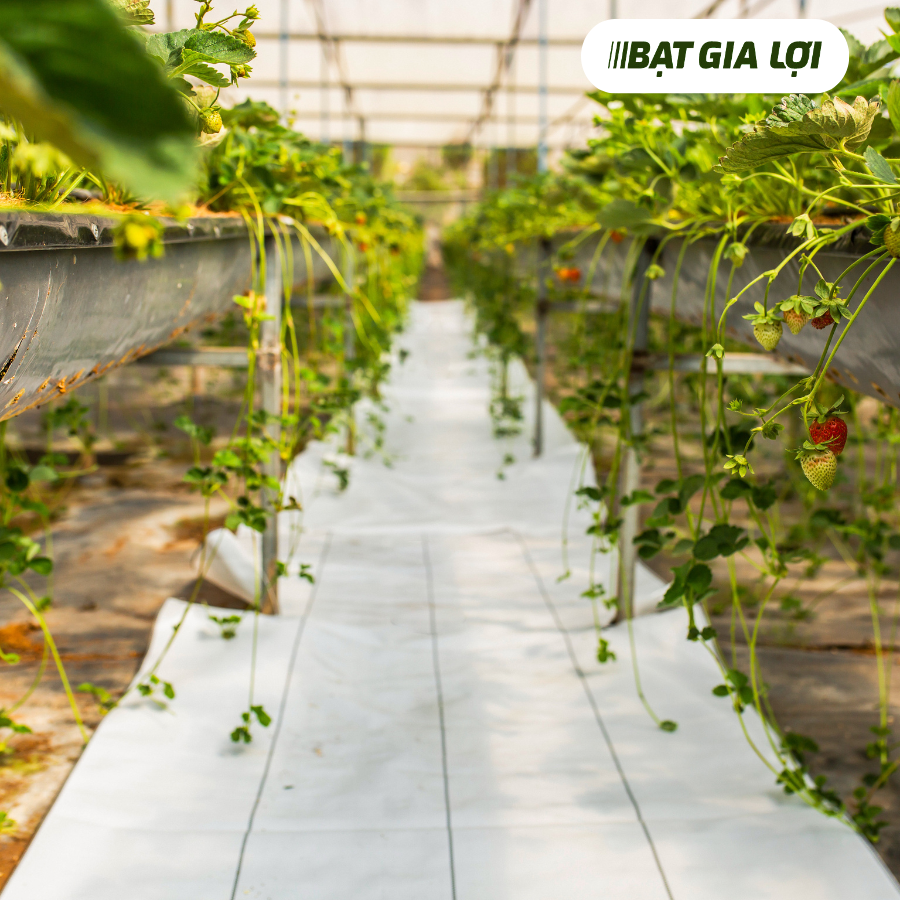 BẠT TRẮNG LÀM NỀN NHÀ KÍNH: GIẢI PHÁP TỐI ƯU CHO NHÀ VƯỜN