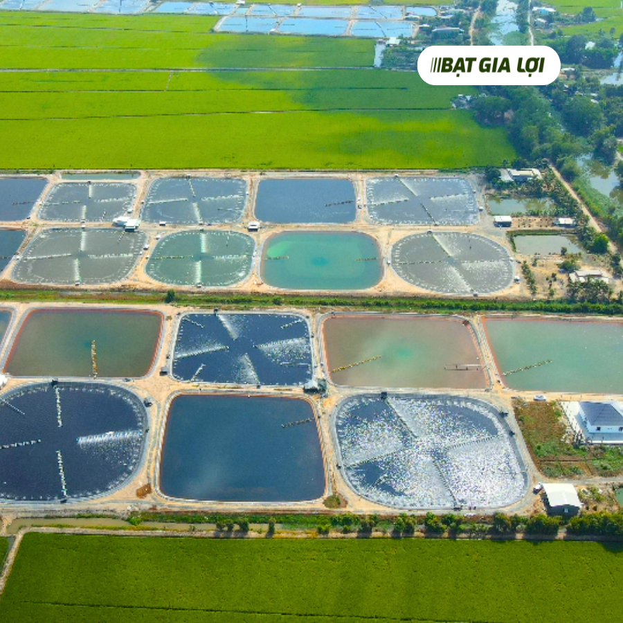 CÁC VÙNG NUÔI TÔM TRỌNG ĐIỂM TẠI VIỆT NAM