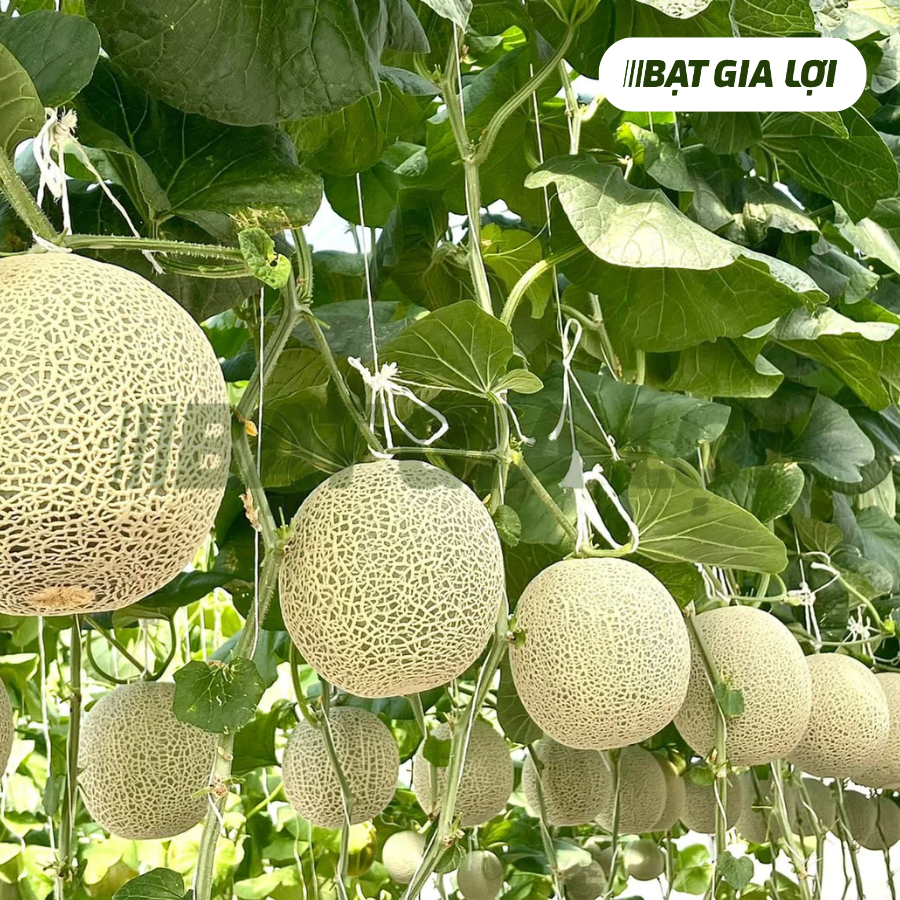 HƯỚNG DẪN CHI TIẾT CÁCH TRỒNG DƯA LƯỚI TẠI NHÀ CHO NGƯỜI MỚI BẮT ĐẦU