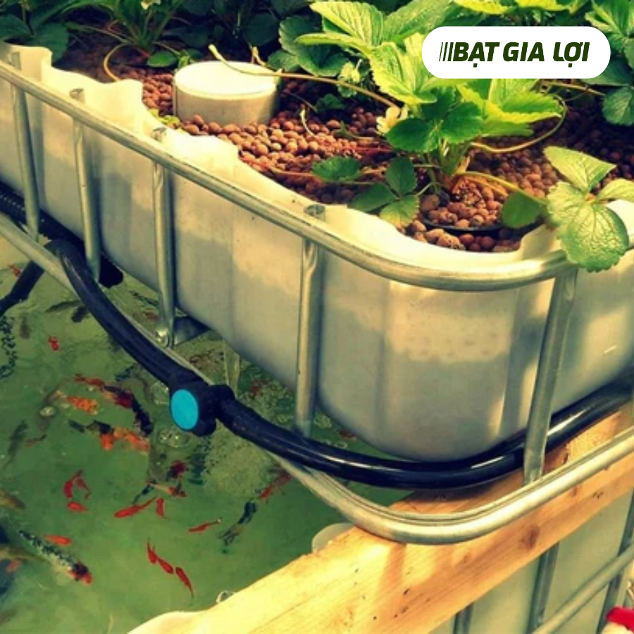 MÔ HÌNH TRỒNG RAU NUÔI CÁ NUÔI CÁ BẰNG BẠT - GIẢI PHÁP XANH TIẾT KIỆM VÀ HIỆU QUẢ