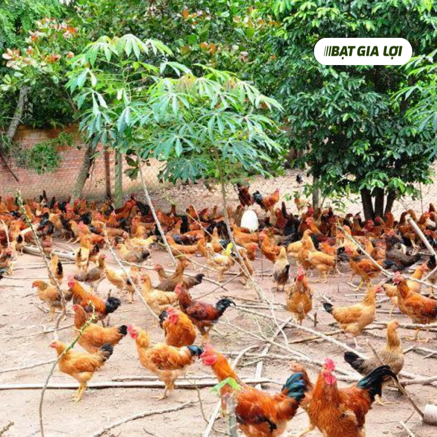 KINH NGHIỆM NUÔI GÀ THẢ VƯỜN ĐẠT HIỂU QUẢ KINH TẾ CAO