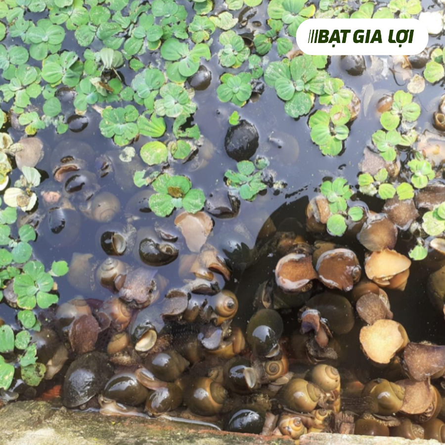 MÔ HÌNH NUÔI ỐC BƯƠU CÔNG NGHỆ CAO, TỐI ƯU HIỆU QUẢ VÀ CHI PHÍ