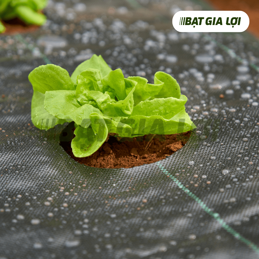 GIÁ BẠT PHỦ ĐẤT CHỐNG CỎ - LỰA CHỌN THÔNG MINH CHO NÔNG NGHIỆP SẠCH
