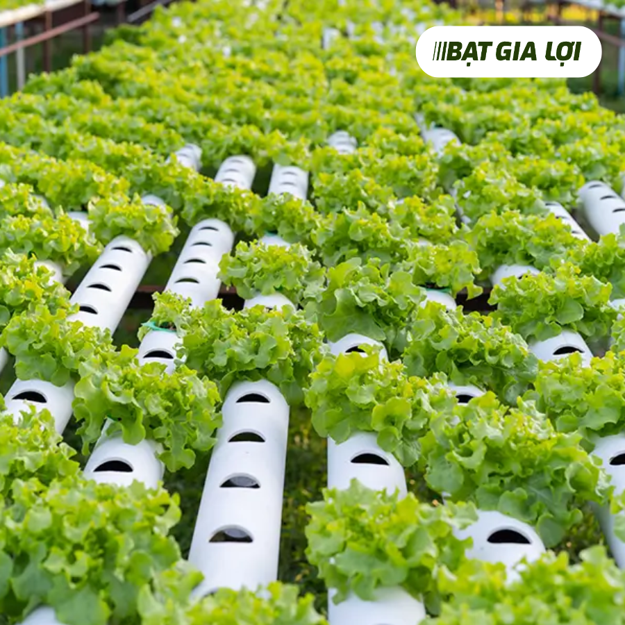 5 KINH NGHIỆM CẦN BIẾT KHI BẮT ĐẦU TRỒNG RAU THỦY CANH