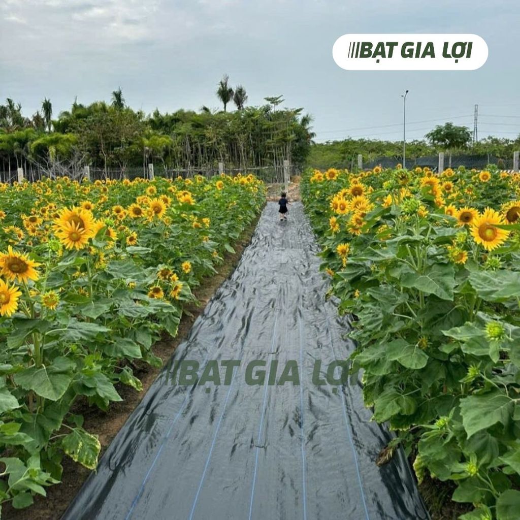 BẠT PHỦ CHỐNG CỎ PP - KIỂM SOÁT CỎ DẠI NÂNG CAO NĂNG SUẤT CÂY TRỒNG