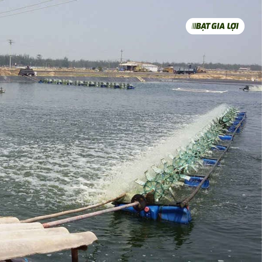 MÔ HÌNH NUÔI TÔM CÔNG NGHỆ CAO - XU HƯỚNG MỚI CỦA NÔNG DÂN MIỀN TÂY