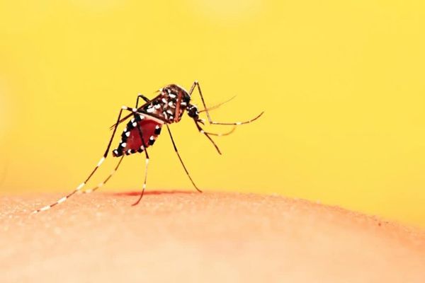 Bệnh do muỗi chích
