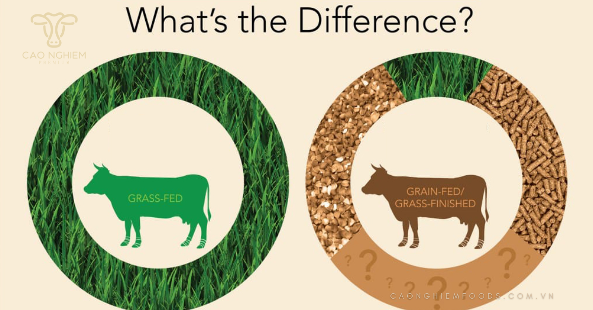 Sự khác biệt giữa Grass-fed beef và Grain-fed beef