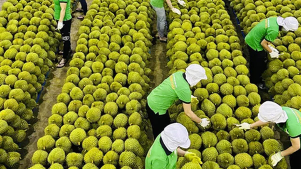 Xuất khẩu nông sản không còn là