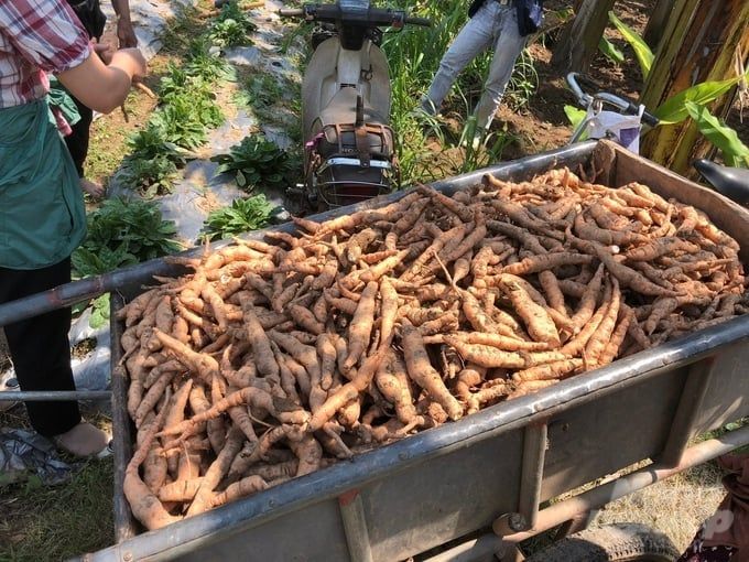Cây địa hoàng - loài dược liệu củ như khoai lang, lãi hơn 250 triệu đồng/ha