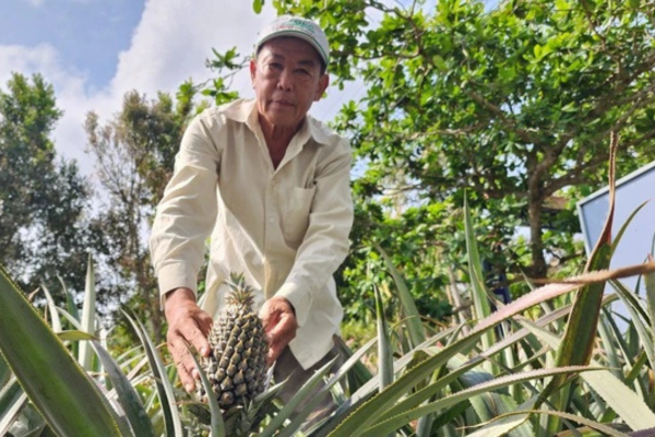 Trồng khóm hữu cơ kết hợp nuôi ốc lác, nông dân miền Tây kiếm bộn tiền