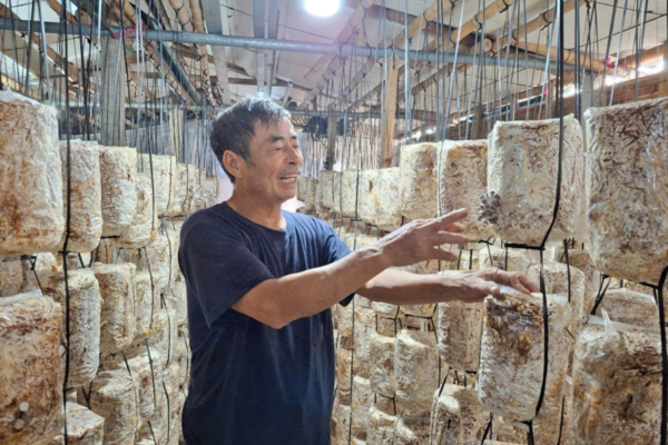 Lão nông có thu nhập quanh năm từ gom rơm “biến” thành nấm