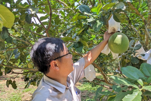 Chuẩn hóa quy trình sản xuất VietGAP cho các cây trồng chủ lực