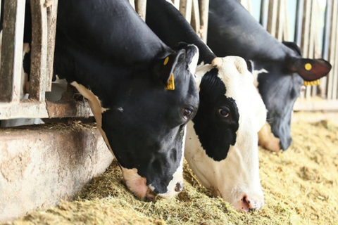 Khuyến nông hưởng lợi lớn từ công nghệ AI