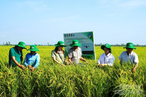 Canh tác lúa giảm phát thải, chi phí giảm 4 triệu đồng/ha