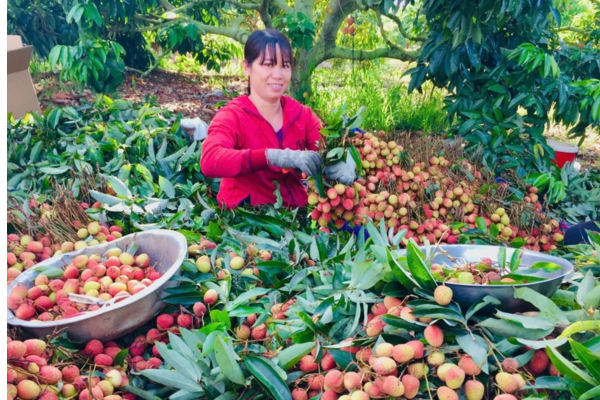Nông dân Đắk Lắk trúng tiền tỉ nhờ vải thiều chín sớm