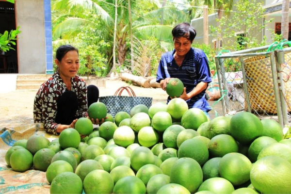 Nông dân tỉ phú Bến Tre giúp hơn 100 hộ thoát nghèo