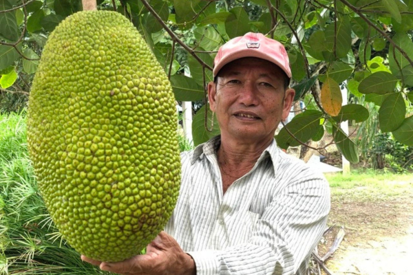 Từ chối hộ nghèo, lão nông miền Tây đổi đời nhờ trồng mít Thái, thanh nhãn
