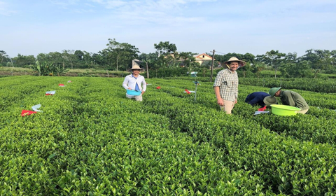 Sản xuất chè hữu cơ, sinh thái: Phải lấy lại 'sức khỏe' đất