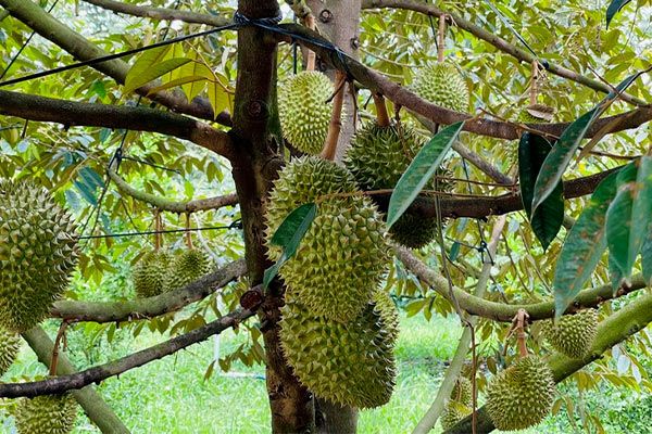 (Phần 3) Kỹ thuật trồng và chăm sóc cây sầu riêng hiệu quả cho nông dân - Phòng trừ sâu bệnh