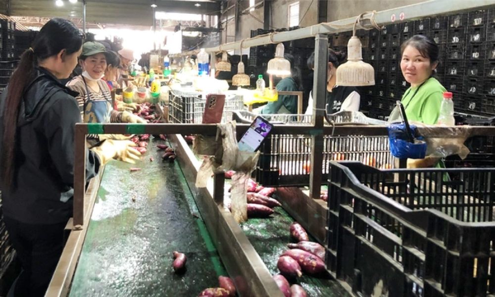 Từng là chủ vựa nông sản, cô gái Lâm Đồng liên kết trồng khoai lang xuất ngoại, mỗi tuần bán cả trăm tấn