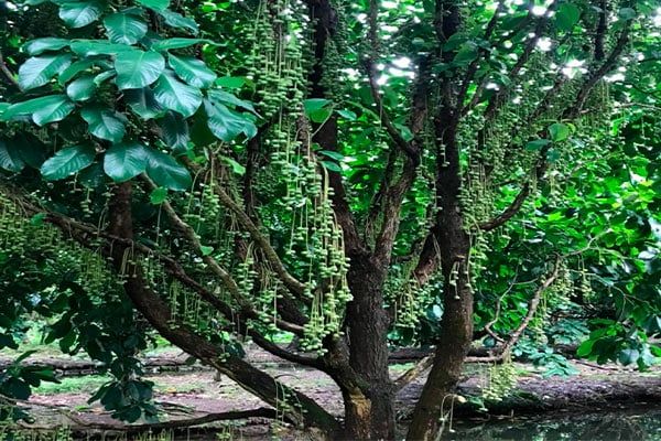 Thành Phố Ngã Bảy: Mô hình trồng dâu xiêm mang lại hiệu quả kinh tế cao
