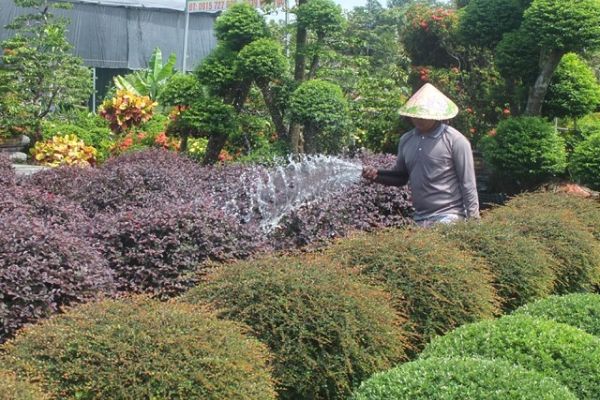 4 tour du lịch mới dịp Festival Hoa - Kiểng Sa Đéc 2023