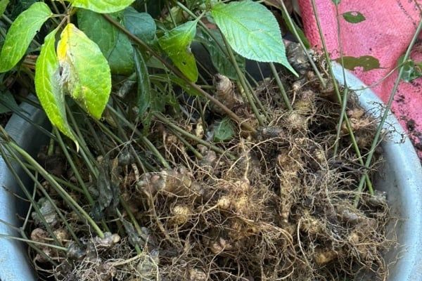 Sâm Ngọc Linh - cây thoát nghèo của bà con dân tộc thiểu số tại Kon Tum