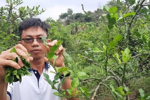 Trồng chanh thu trái xưa rồi, hai chàng nông dân Đồng Nai vặt lá chanh thu tiền tỉ như thế nào?